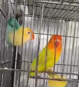 love bird setup  and cages available for sale — photo 4