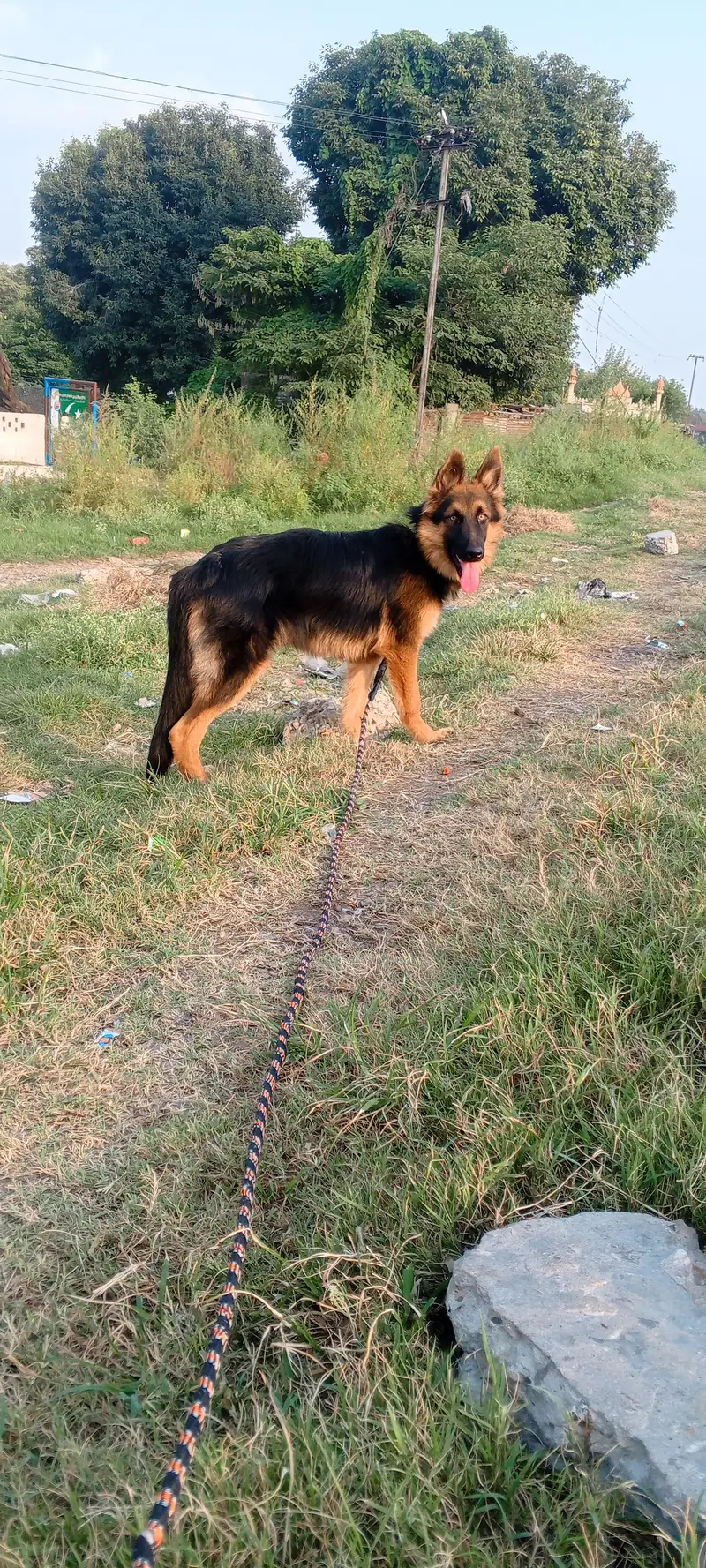 German shepherd female — photo 2