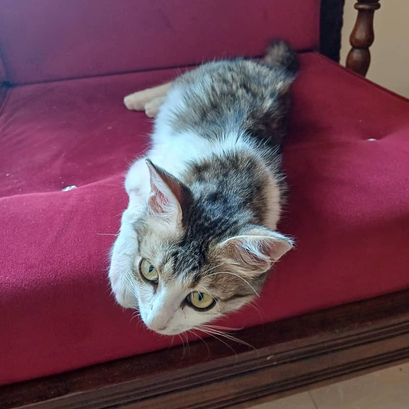 Cat for adoption 0