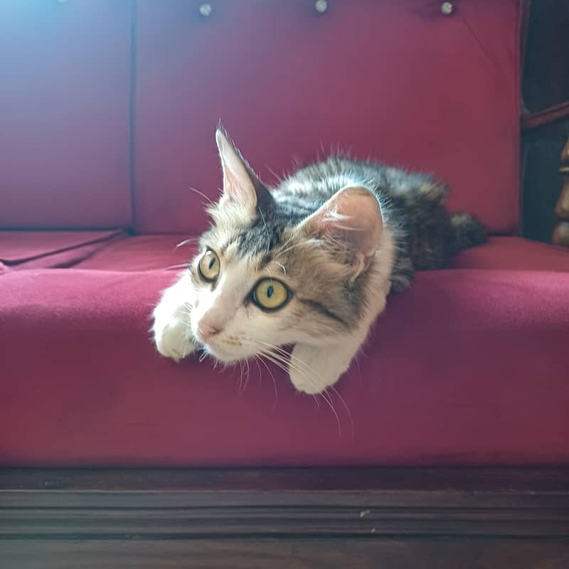 Cat for adoption 1
