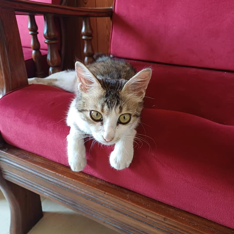 Cat for adoption 2