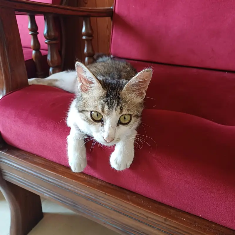 Cat for adoption — photo 3