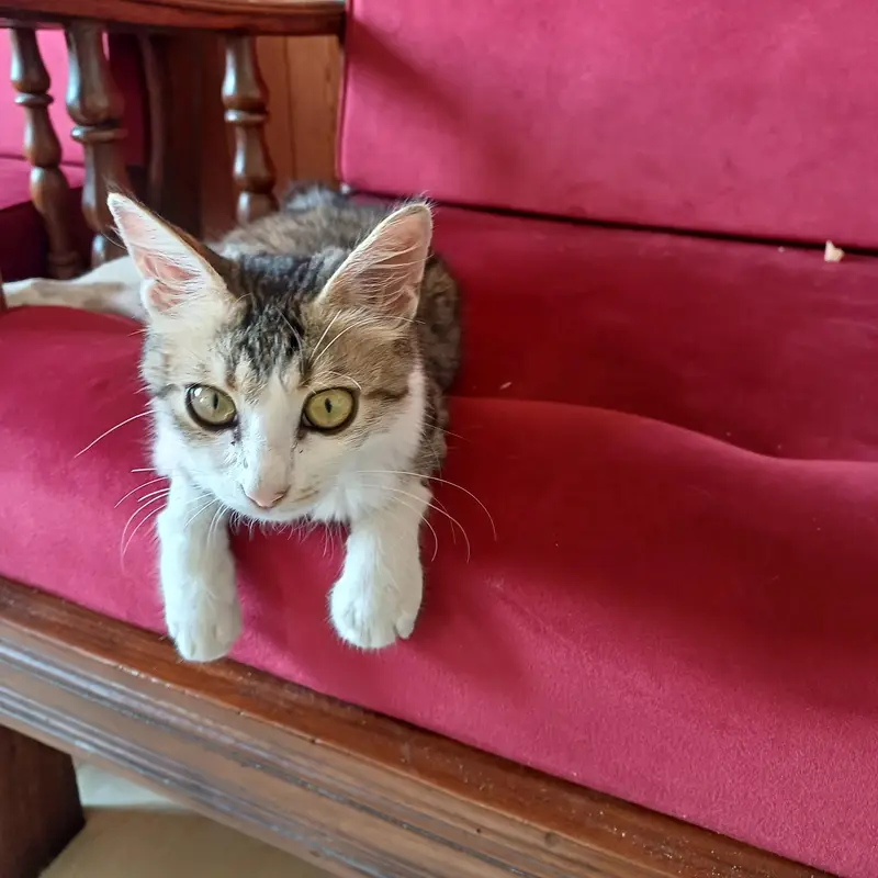 Cat for adoption — photo 4