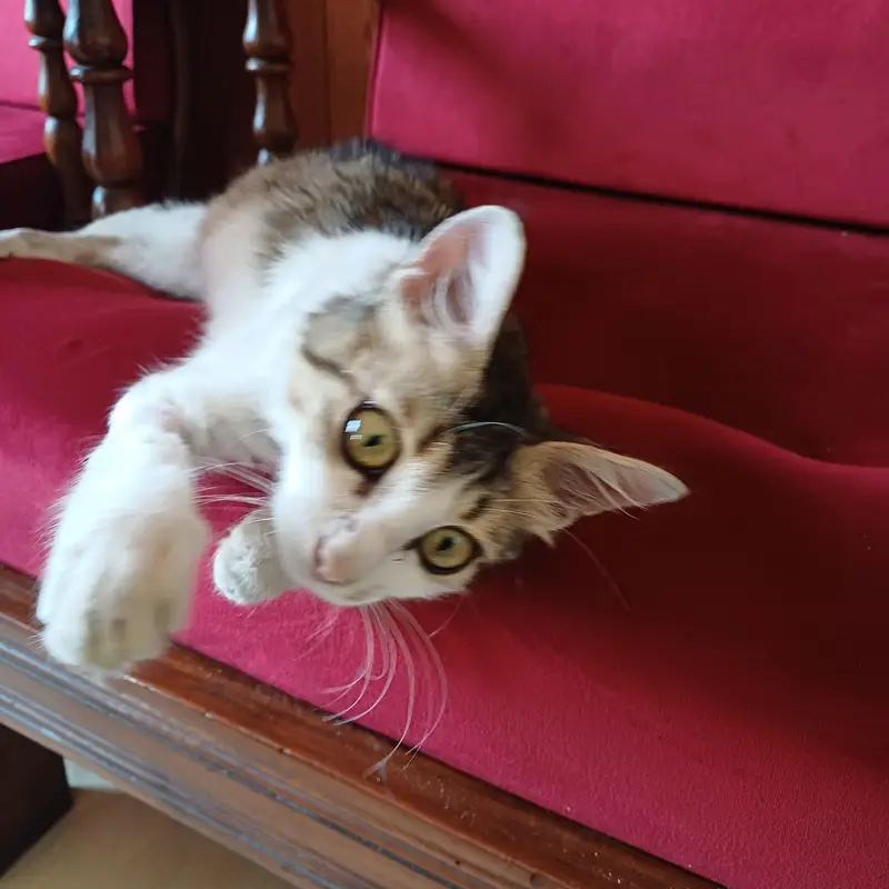 Cat for adoption — photo 5
