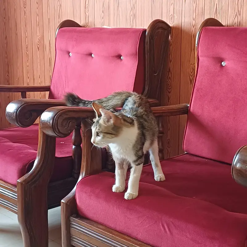 Cat for adoption — photo 6