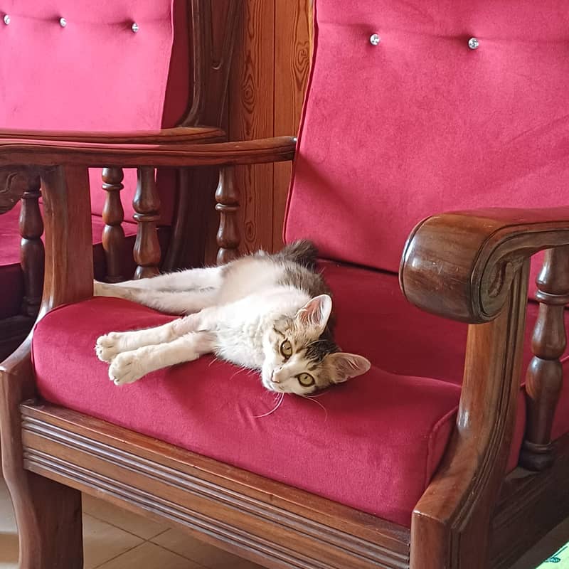 Cat for adoption 6