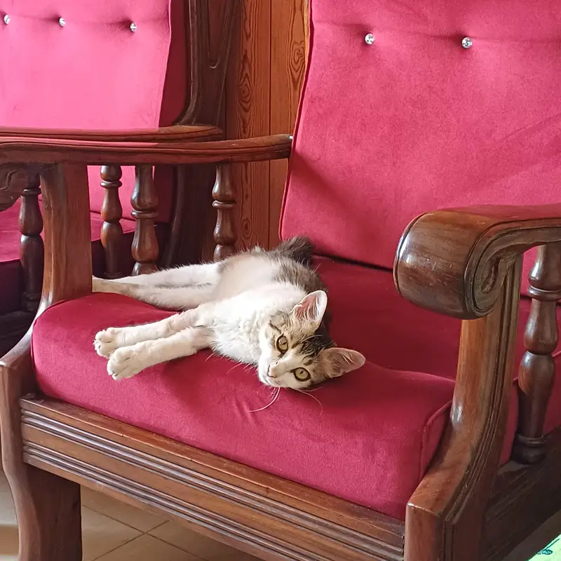 Cat for adoption — photo 7