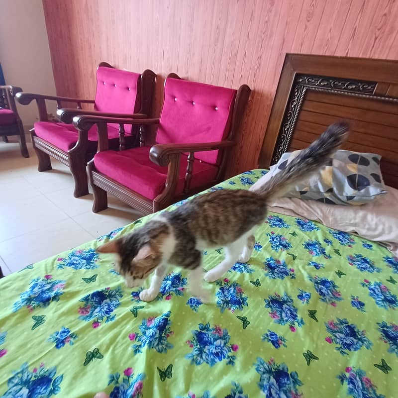 Cat for adoption 7