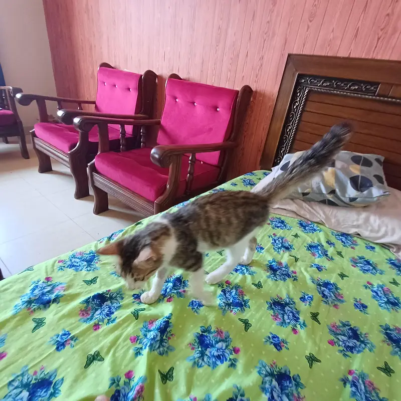 Cat for adoption — photo 8
