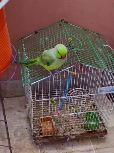 parrot for sale