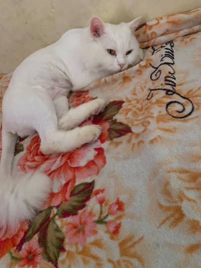 Beautiful Persian/Ragdoll Kittens for Sale