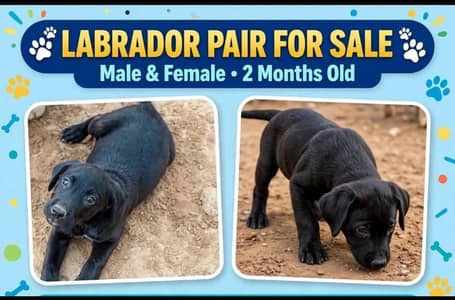 little Labrador