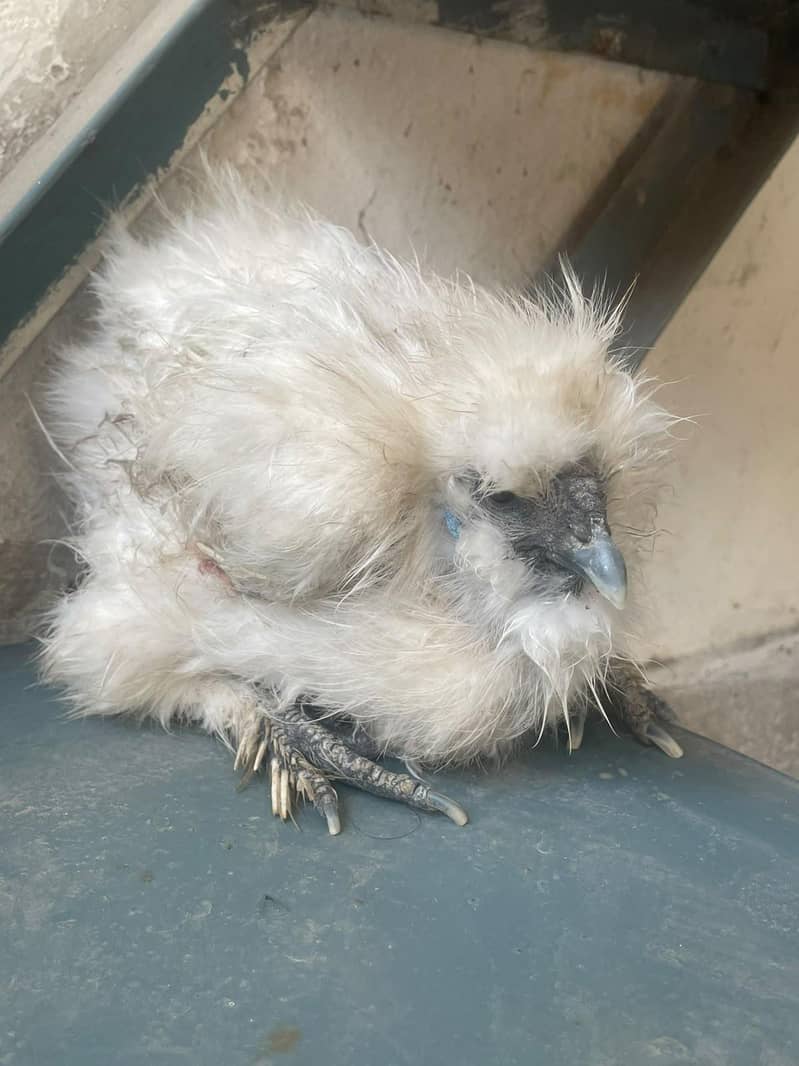 silkie 0