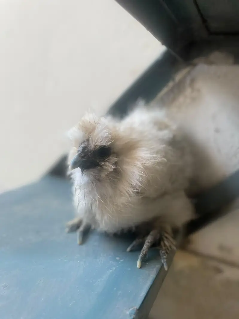 silkie — photo 2
