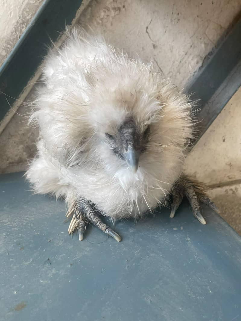 silkie 2