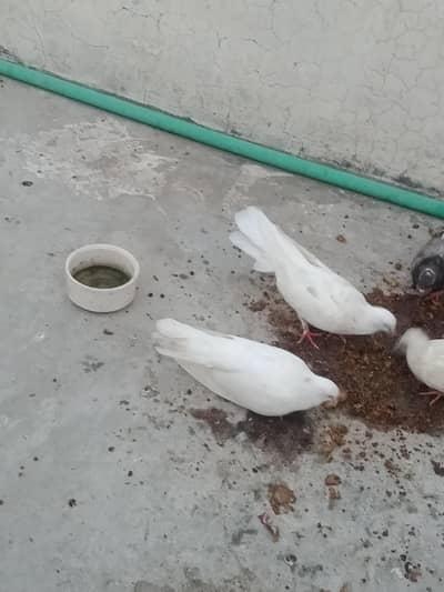 lakka + fancy pigeons