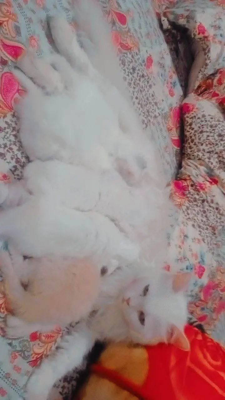 Breeder female — photo 3