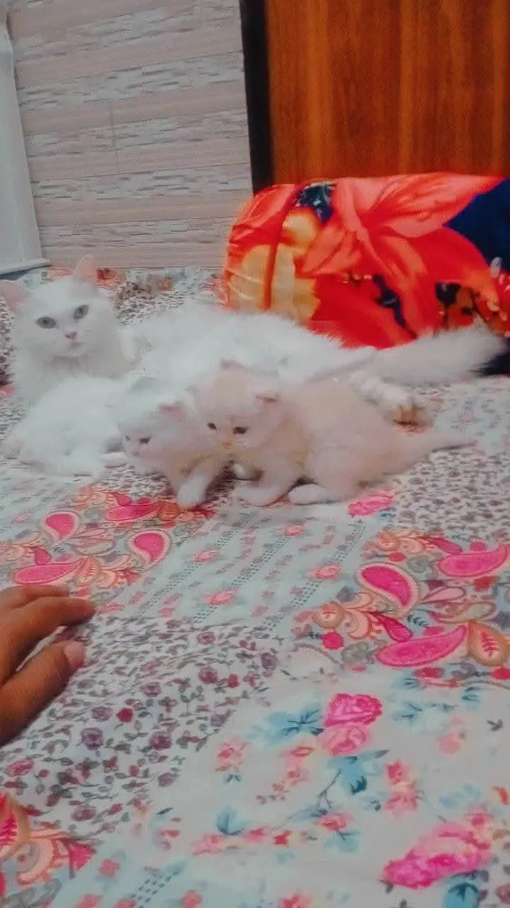 Breeder female — photo 4