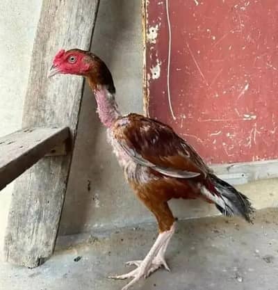 selling sawa ,lakha , narangi patha