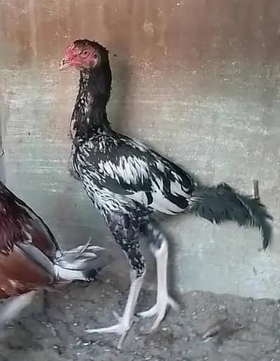 selling sawa ,lakha , narangi patha