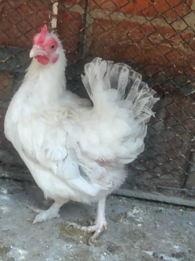 English game Japanese Bantam female