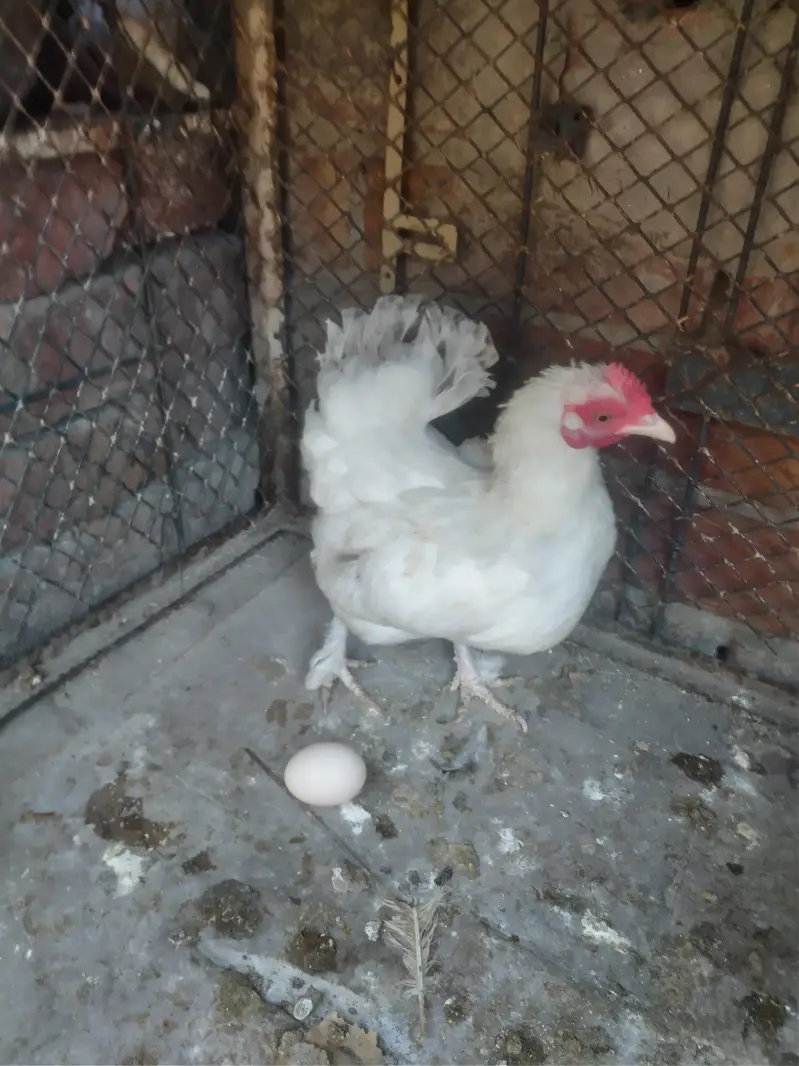 English game Japanese Bantam female — photo 2