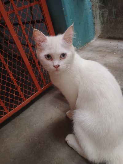 perion cat