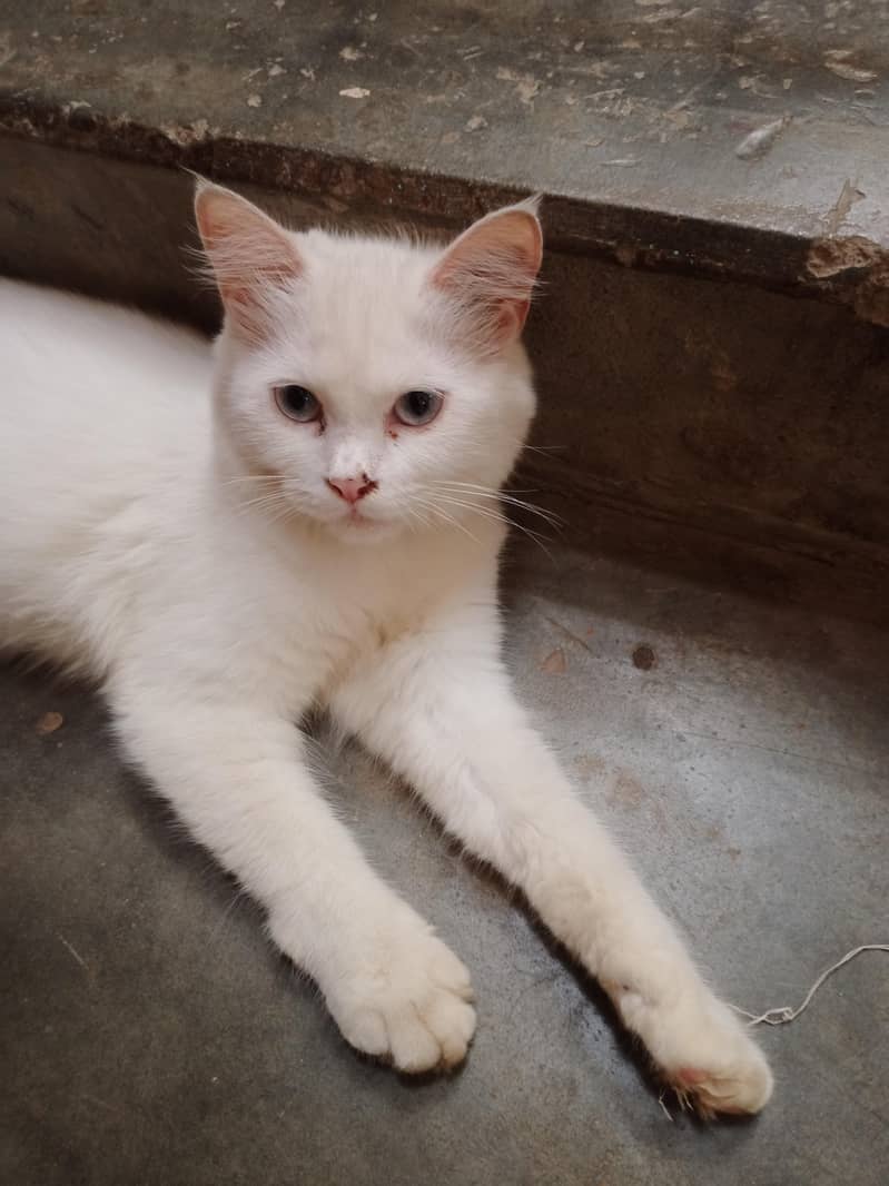 perion cat 1