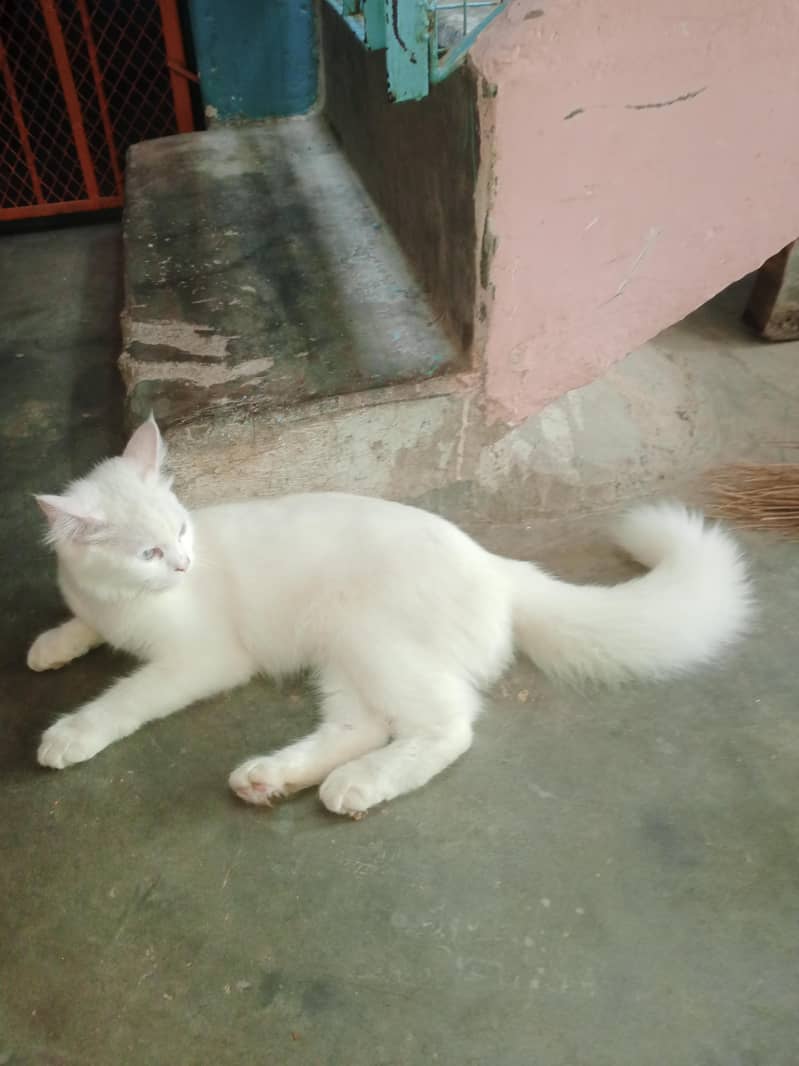 perion cat 2