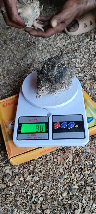 Quail Batair are available