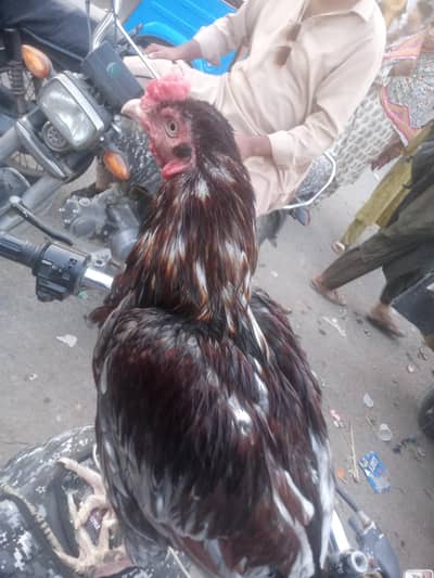 saleta murgha Hy breeder male hy