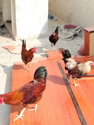 desi hen and roasters for sale