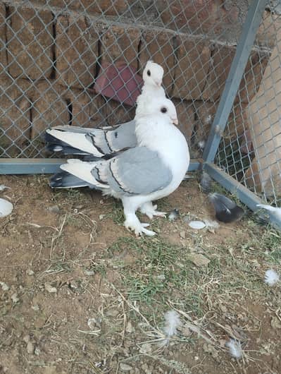 blue bar sentiment breeder pair for sale