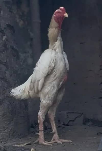 German o Shamo male