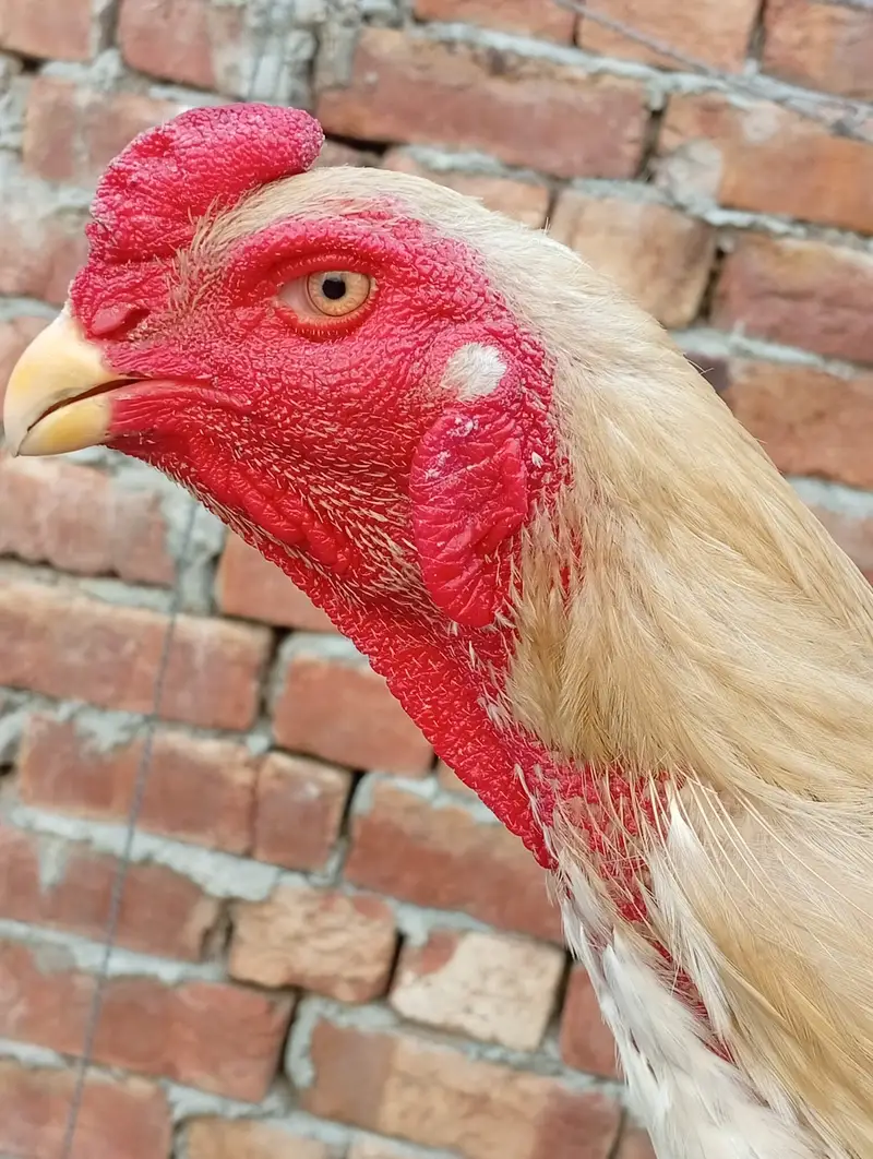 German o Shamo male — photo 3