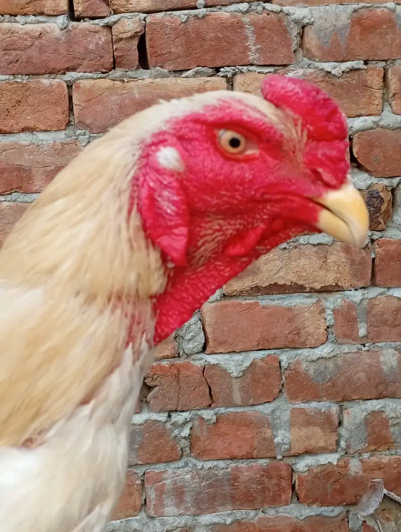 German o Shamo male — photo 4