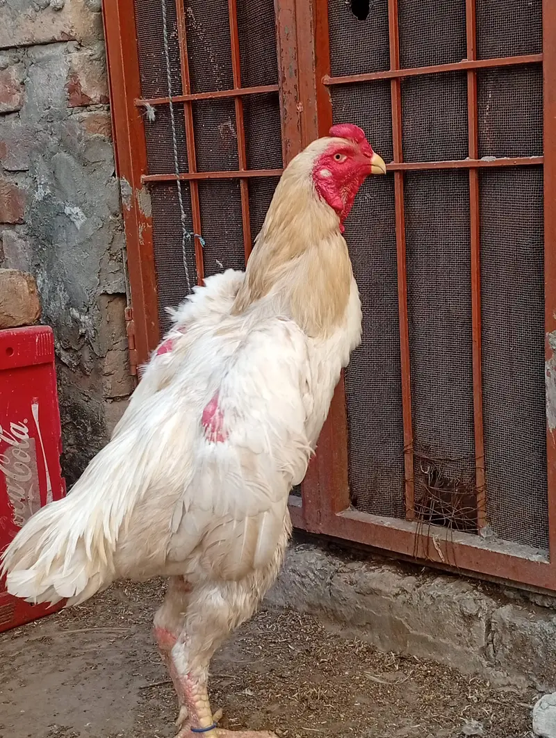 German o Shamo male — photo 5