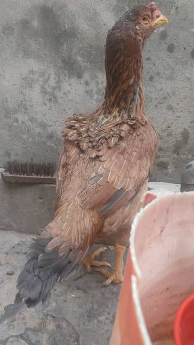 Old Bloodline Aseel Madi