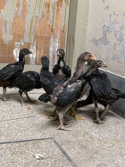 thai pkoye chicks