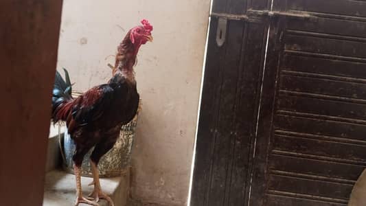 Sindhi Aseel Murghay aur Murgiyan for Sale & Best Price