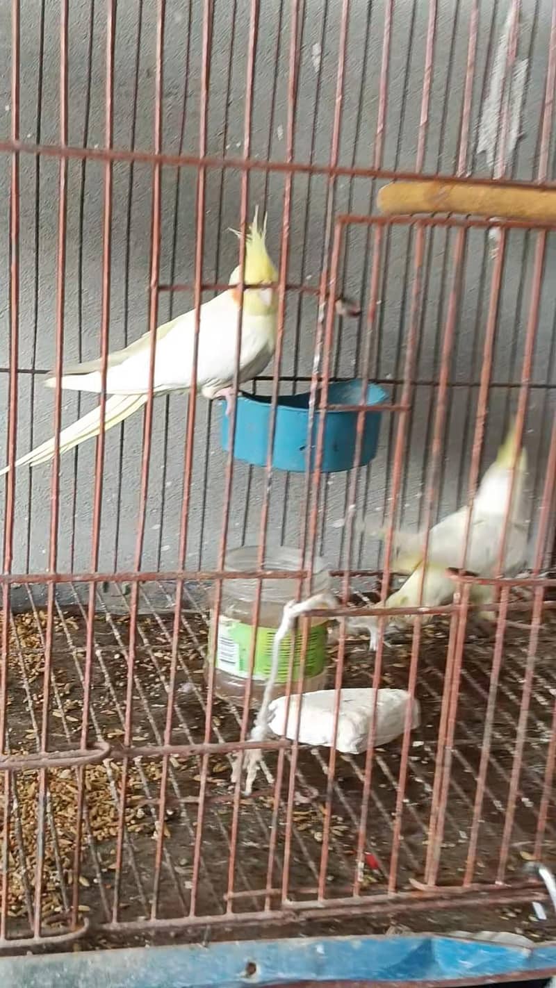 mashallah comman yellow pair 1