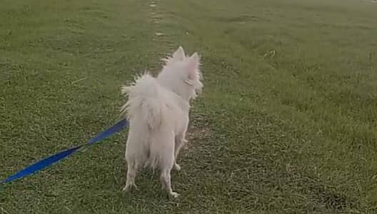 o siez russain female for sale heart par hai