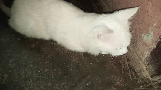 cat cat