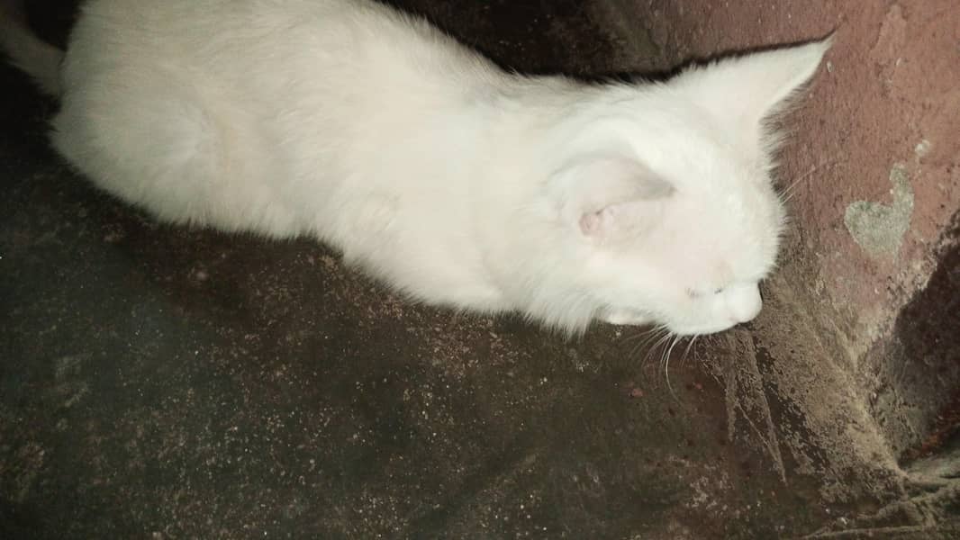 cat cat 0