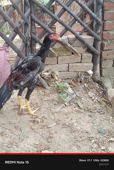 Shamo Murgha for sale