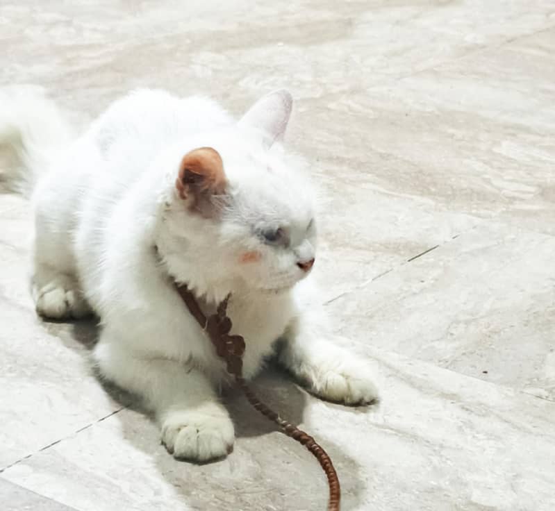 Persian cat 1