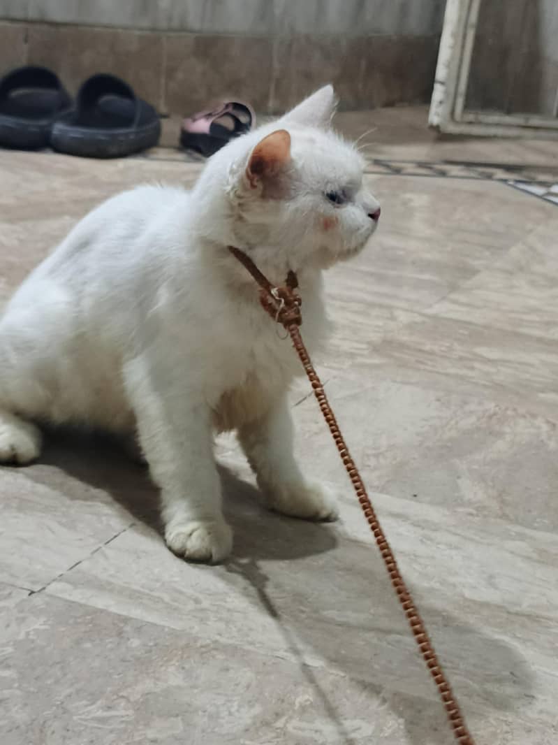 Persian cat 2