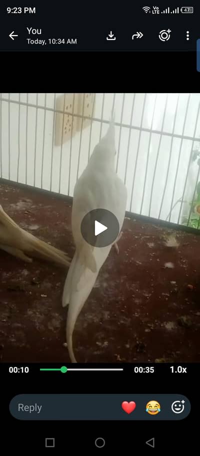 fellow split female breeder