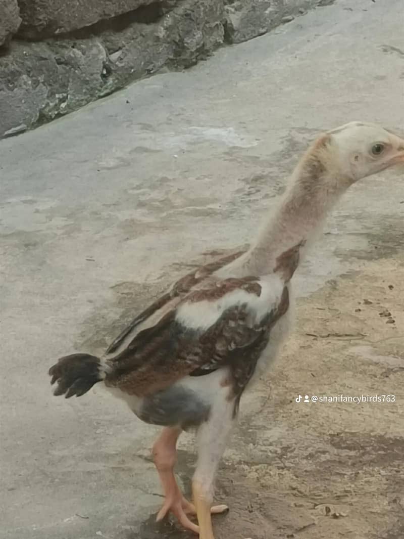 chick 0
