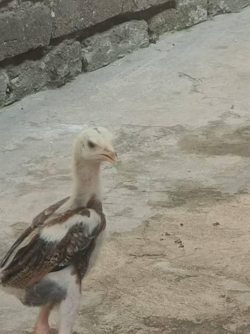 chick 1
